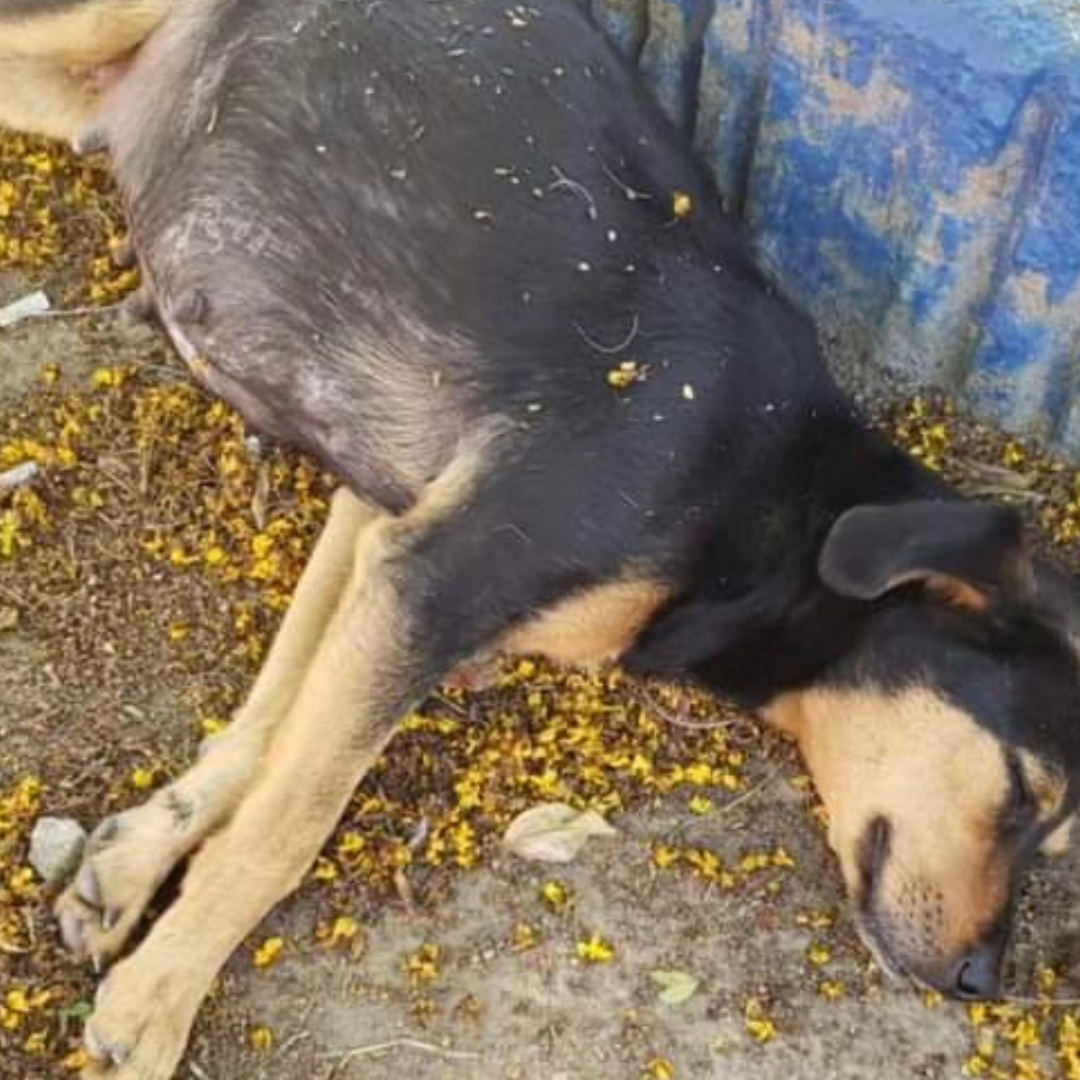 Amora antes do resgate