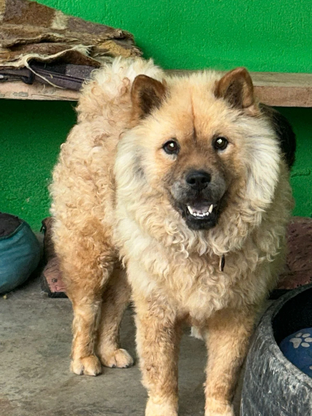 Guerreiro depois da recuperação